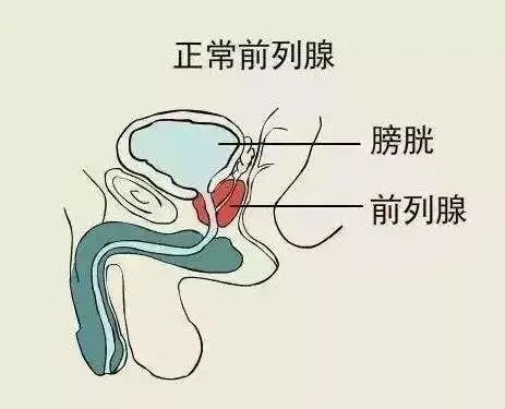 前列腺稍大 腾讯网