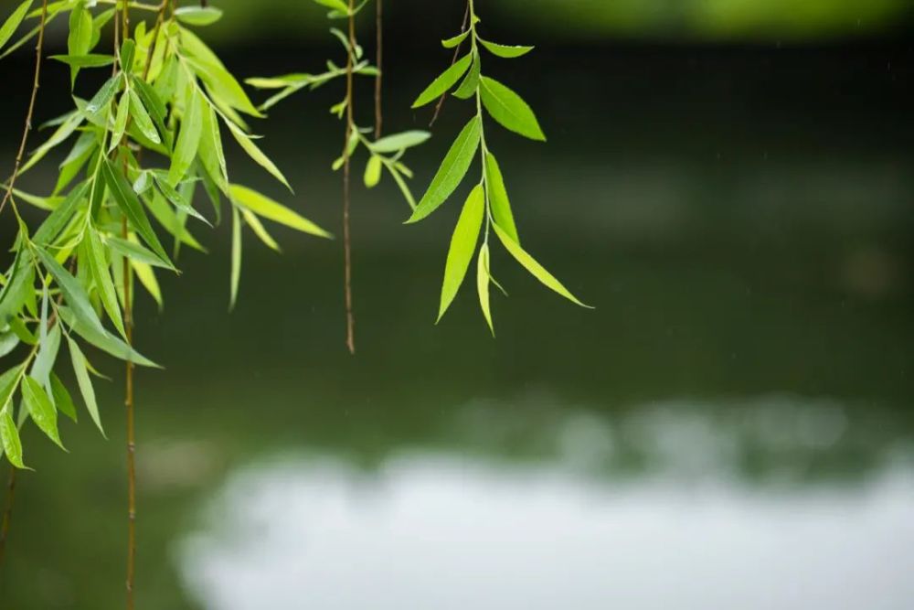 新春偷向柳梢归