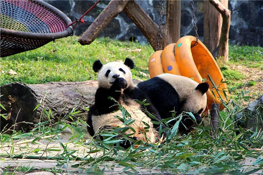 都江堰中华大熊猫苑免费开放日来袭2月21日开启预约