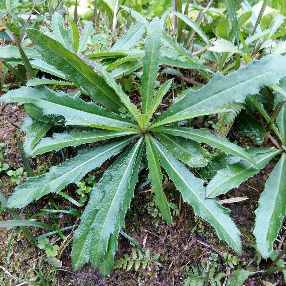 學名刺兒菜,別名小薊,青青草,薊薊草,刺狗牙,刺薊,槍刀菜,小惡雞婆,它