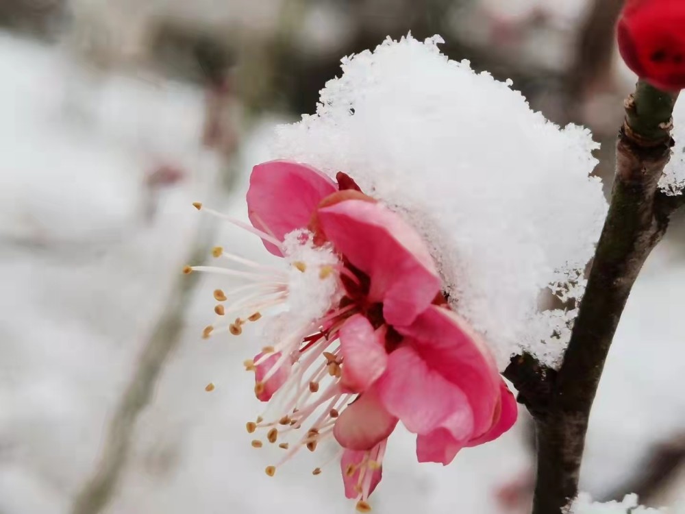 西安阎良区飞雪迎春到景美航空城
