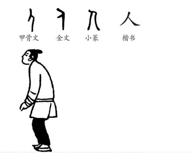 【字源演变】人,汉语常用字,读作rén,是象形字,最早见于甲骨文,像