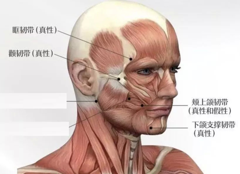 主要包括眼轮匝肌支持韧带,颧弓韧带,颊上颌韧带及下颌支持韧带