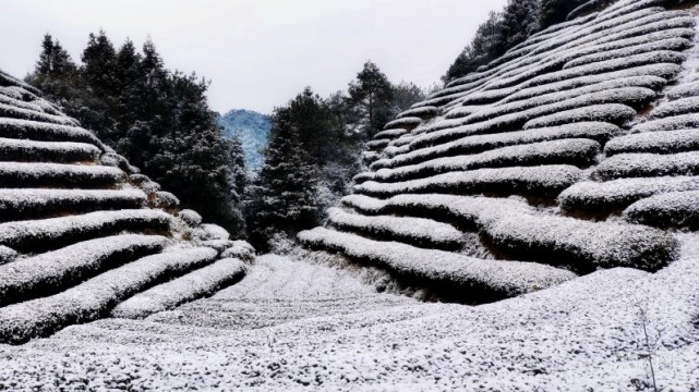 【组图】福建多地加入2022年"下雪群聊 美不胜收|下党乡|雪景|福建