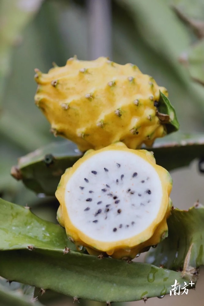 视频|水果界的爱马仕!湛江燕窝果凭什么单个百元……_腾讯新闻