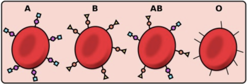 自然遗传学背靠背科学家再次证实abo血型能影响肠道微生物