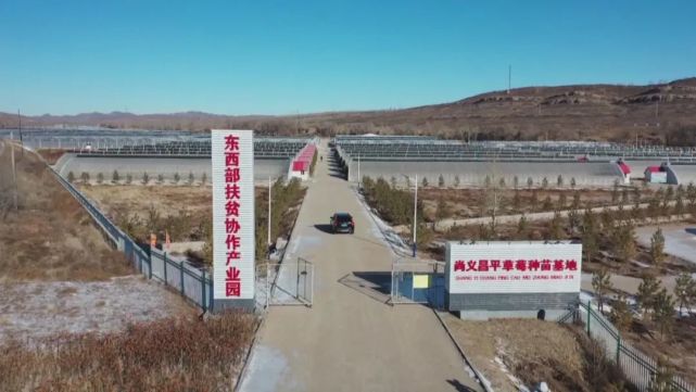 冬奥之城巡游记张家口尚义县的脱贫果登上了冬奥餐桌