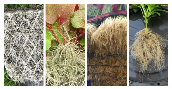 最强生根配方生物诱导内源刺激三天生新根七天爆发根上喷下生根冲施爆