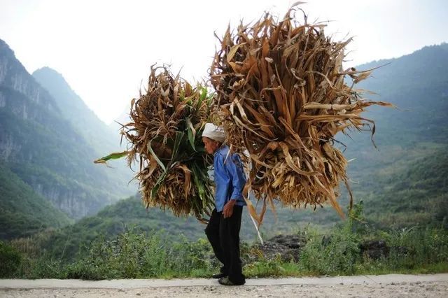 大山深处背柴的人们见证了一代代的辛苦