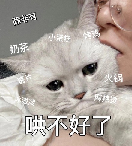 可爱的猫咪表情包