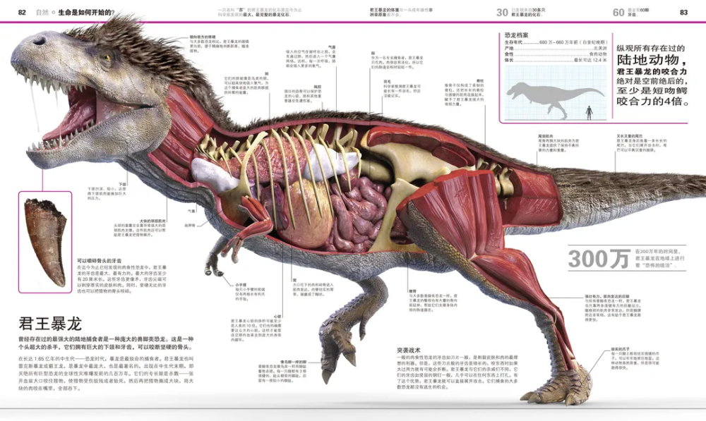 新京雅集dk万物大百科dk知识大百科五折入手