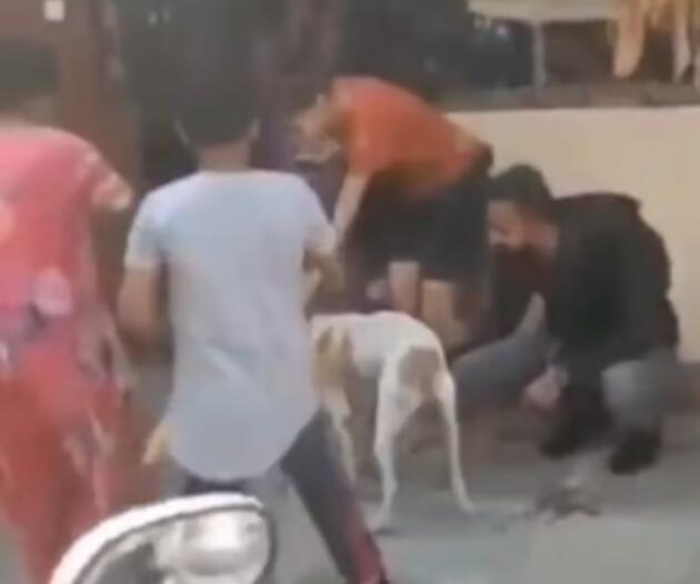 印度孟买一只流浪狗失踪一周后再次返回社区居民们欢呼庆祝