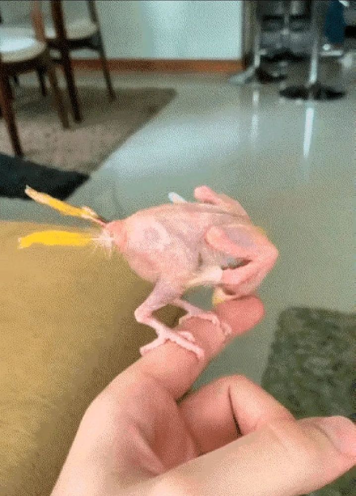 养了只鹦鹉竟然把自己的毛拔光了网友赶紧给找个伴儿