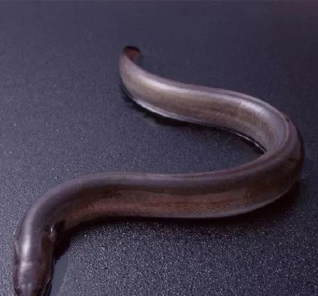 问答波露豆齿蛇鳗真实存在吗