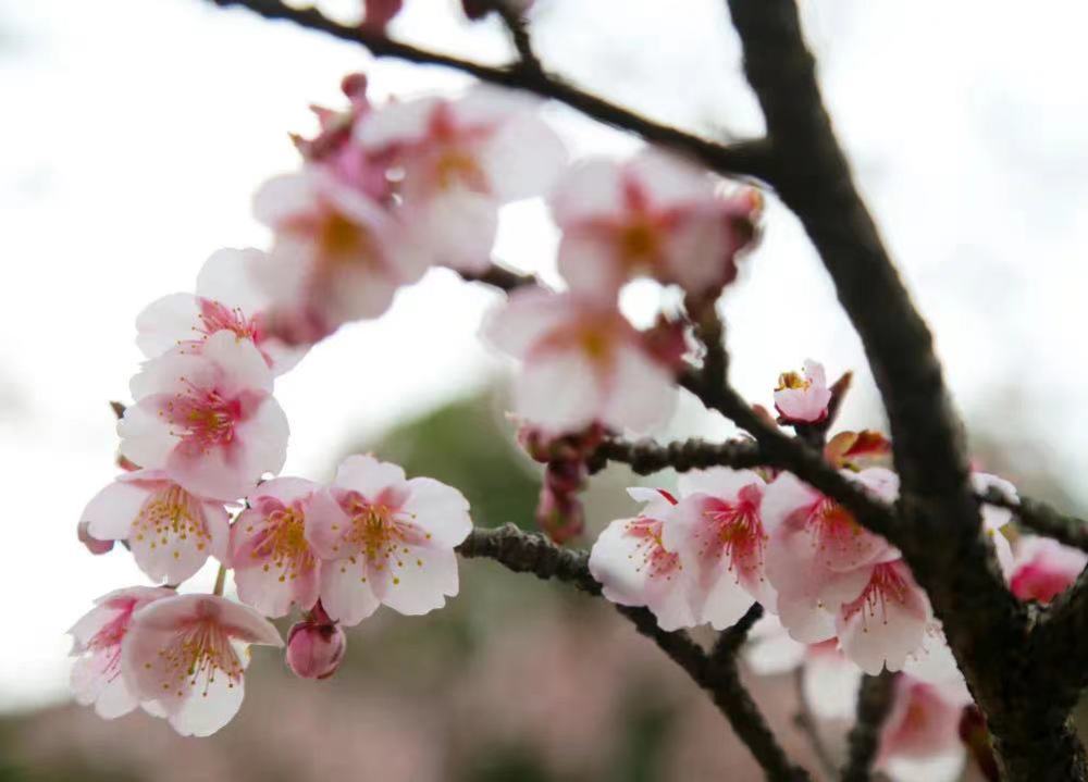 盘活 花经济 申城处处充盈生活美学 天天看点