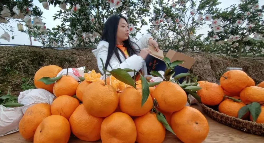 江西耙耙柑产地在哪里(耙耙柑的产地在哪)