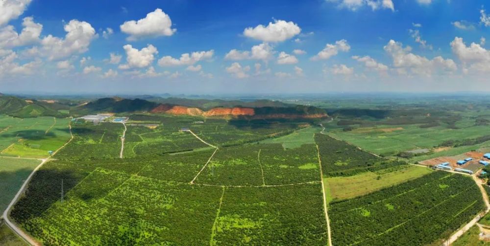 国家林草局与广西共建现代林业产业示范区