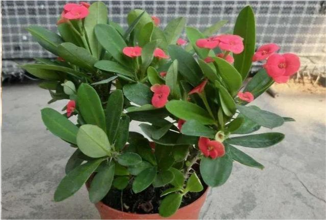 花开不断的虎刺梅什么时候扦插容易成活虎刺梅养殖需要注意什么
