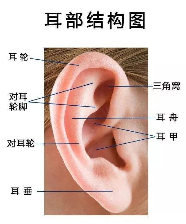 宝宝耳廓异常,满月前就要治