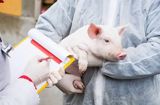 人猪能换肾吗全球首例猪肾移植人体实验成功意味着什么