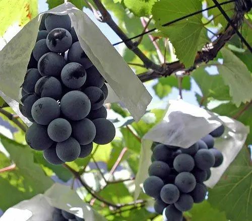 日本葡萄品种长野紫会是下一个阳光玫瑰吗