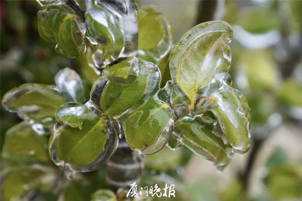 晶莹剔透,十分好看绿树和小草都挂着一层冰霜山上,雨凇景象随处可见