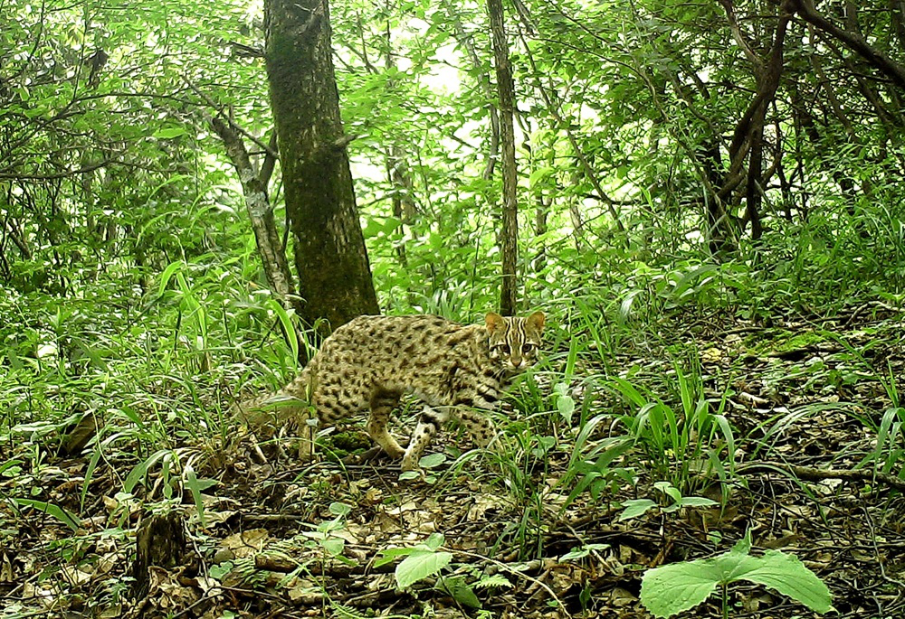 石门壶瓶山:珍稀野生动物频频"上镜"_腾讯新闻