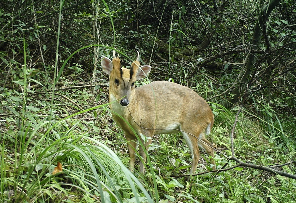 石门壶瓶山:珍稀野生动物频频"上镜"_腾讯新闻