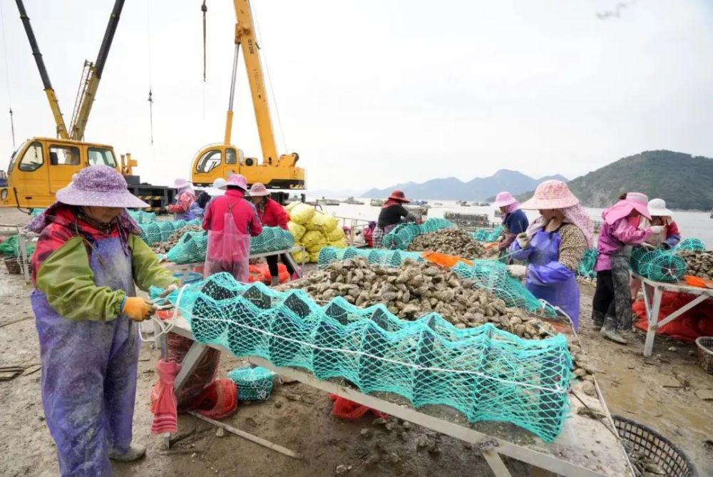 福建霞浦迈入蚝门能致富