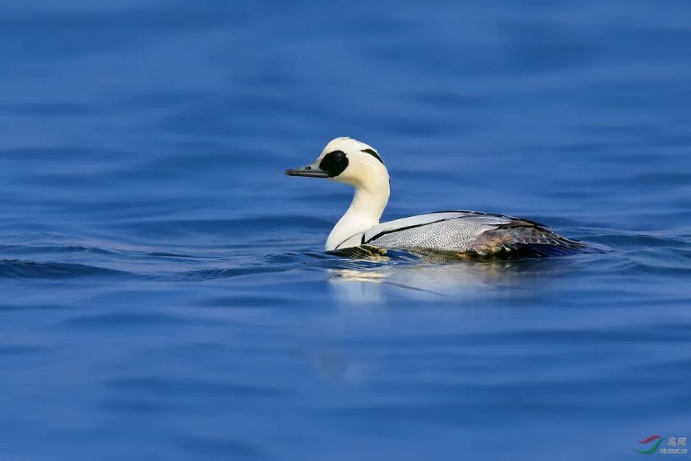 罕见国家二级保护动物熊猫鸭现身昌平