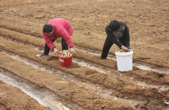 一年好景看春耕 农家土豆播种忙