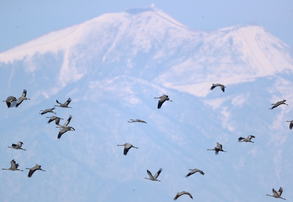 今天迁徙的天鹅进京了飞越八达岭长城国家高山滑雪中心