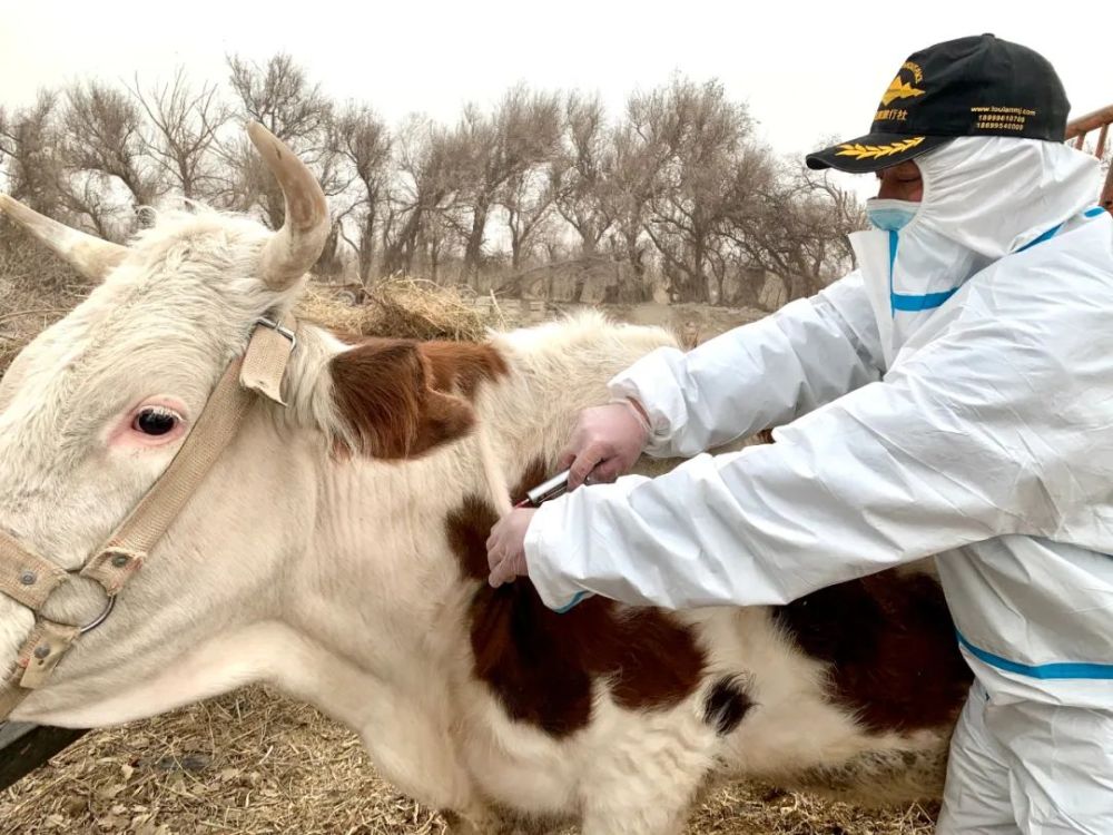 人勤春來早若羌抓好春季動物防疫助力畜牧業健康發展