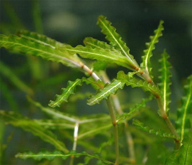 中药麦黄草怎么种植?大致分2类培育技术,方法简单好操作