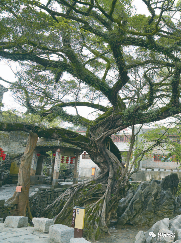 最老树龄850年贺州这里的百年古树名木你都认识吗