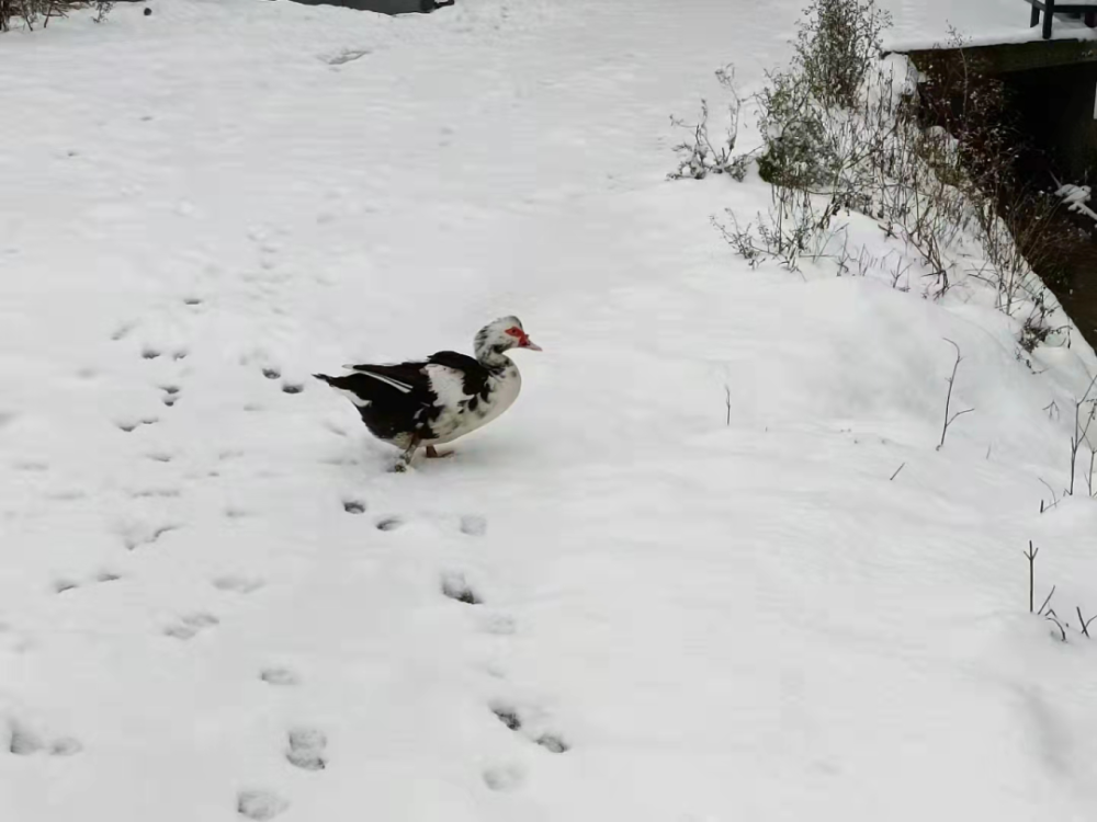 一下雪，故乡就回到了童年巴迪幼儿园