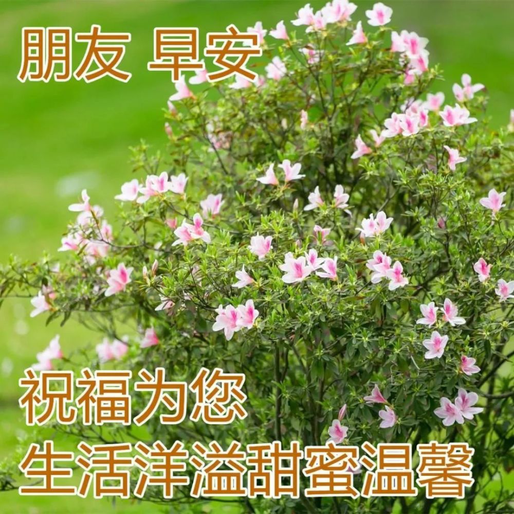 8張最新創意好看漂亮的鮮花早安圖片春日早上好問候祝福語圖片帶字