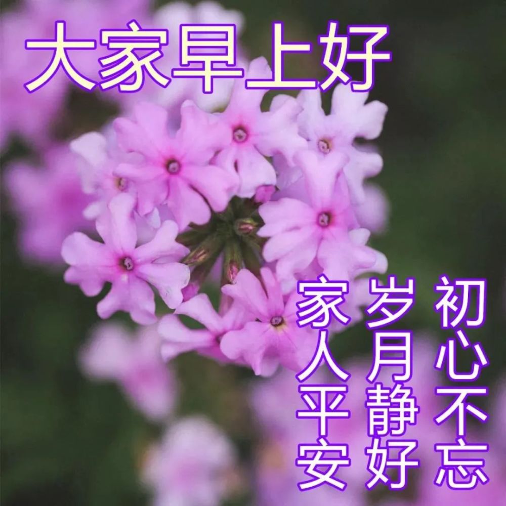 8張最新創意好看漂亮的鮮花早安圖片春日早上好問候祝福語圖片帶字