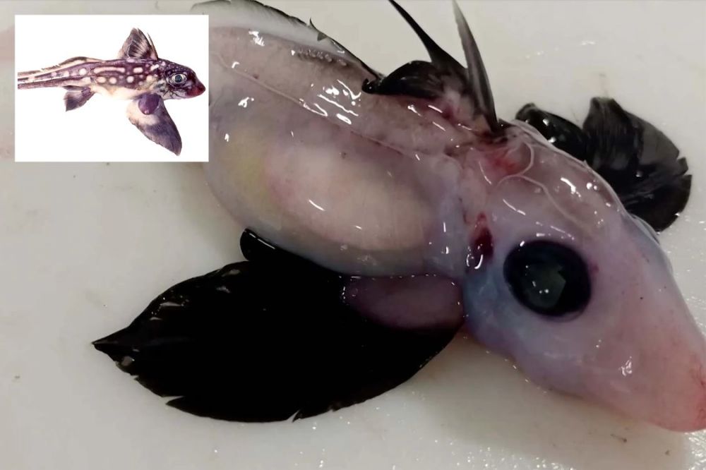 幽灵鲨鱼新西兰海域出没还是幼胎