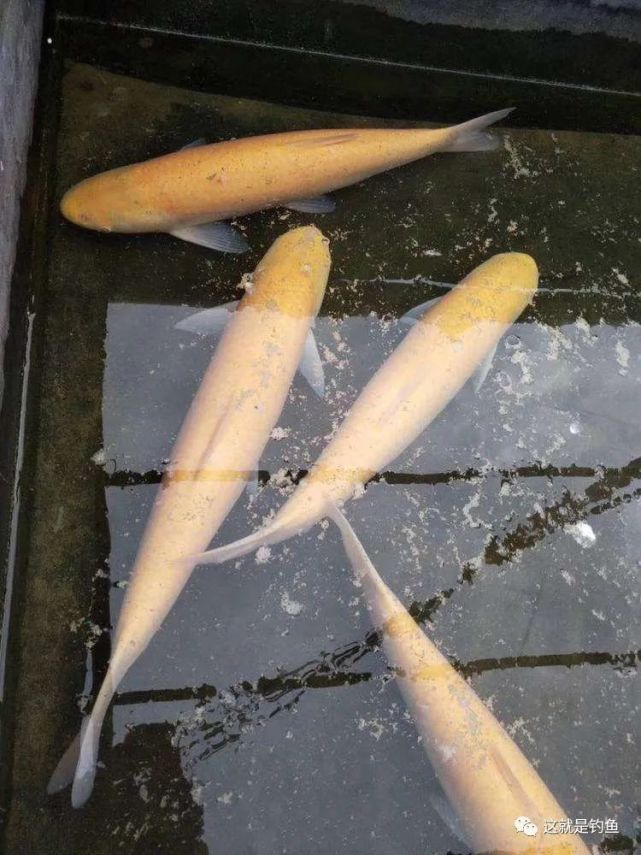 这不是变异而是来自俄罗斯的品种俄罗斯金草鱼