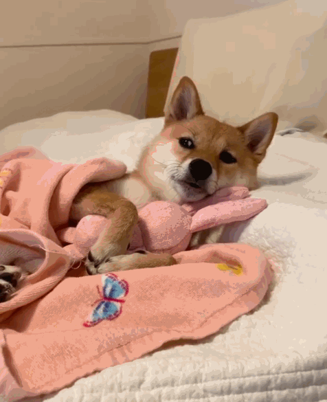 在家里巡逻一圈,看看家里是不是安全的,如果安全的话,它才敢放心睡觉