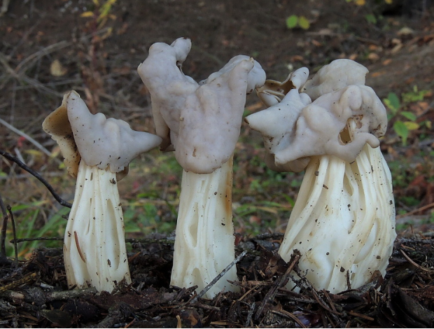 荒野维生野菜系列—皱柄白马鞍菌