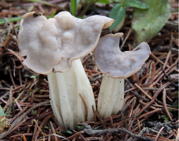 荒野维生野菜系列—皱柄白马鞍菌