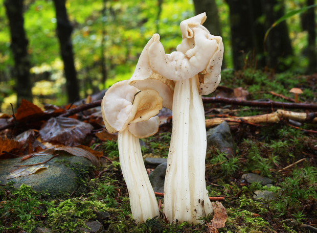 荒野维生野菜系列—皱柄白马鞍菌