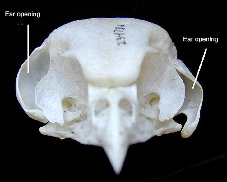 猫头鹰头骨显示两耳高度不对称.(图片来源:animaldiversity.