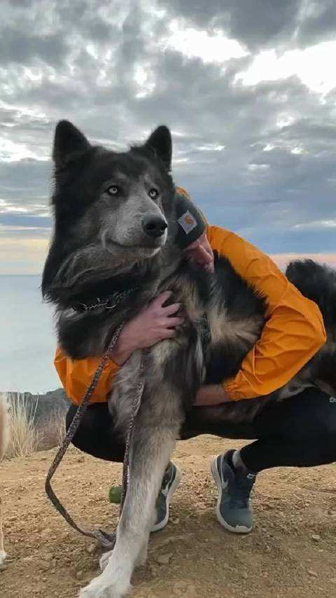 带有狼血统的蓝湾牧羊犬