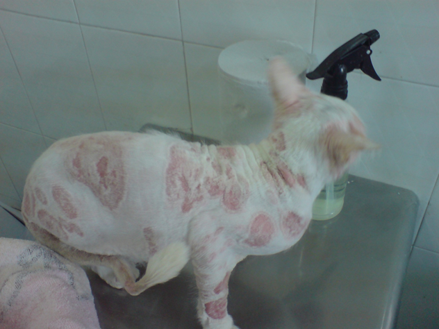 猫身上长了一块一块的癣又秃又丑还有必要养吗