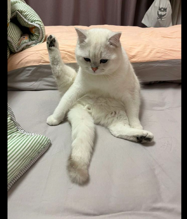 猫咪做完绝育手术后一直抬着后腿给主人看看你干的好事