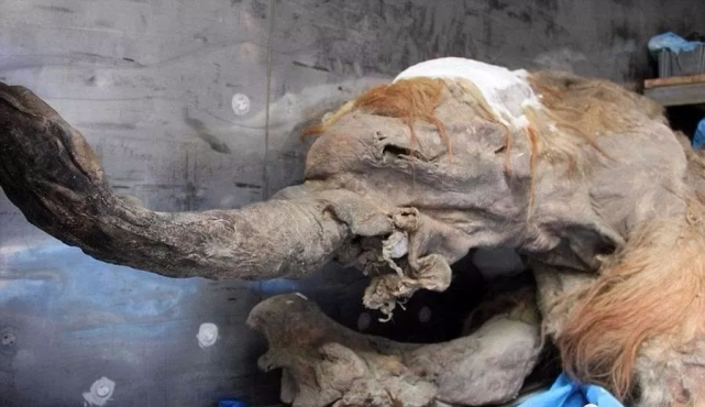 冰河世纪中的猛犸象真的可能要复活了