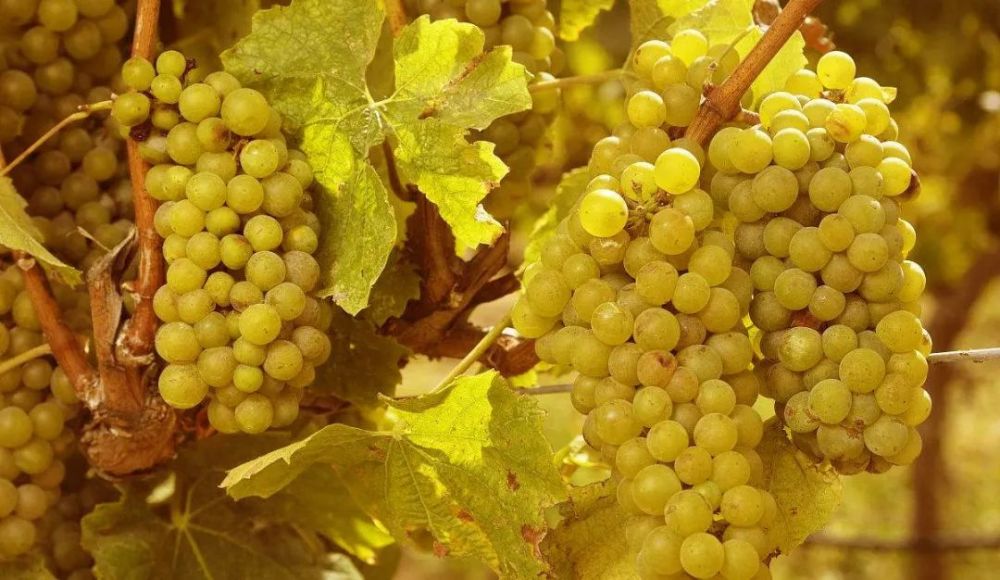 夏布利葡萄酒霞多丽最纯净的表达